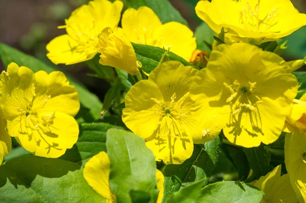 Oenothera Pode Ter Originado México América Central Algumas Plantas Oenothera — Fotografia de Stock