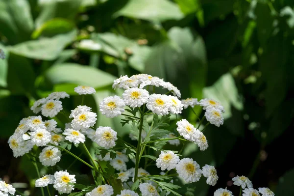 Achillea Ptarmica Cheezewort Cheezeweed Bastard Pellitory European Pellitory Fair Maid — стоковое фото