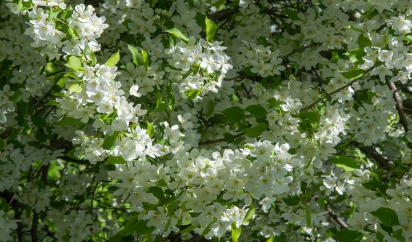 苹果花 苹果花 在自然的绿色背景之上的阳光下 春天里的树白花 — 图库照片