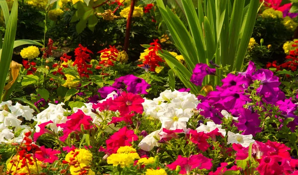 Floral Landscaping Brings Riot Color City Streets City Beds Flowers — Stock Photo, Image