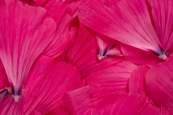 Texture Background Pattern Flower Petals — Stock Photo, Image