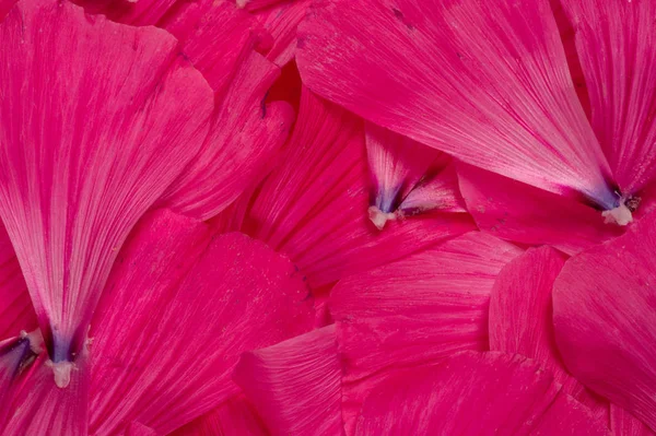 Textura Fondo Patrón Pétalos Flores — Foto de Stock