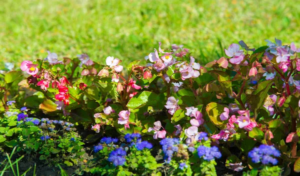 Begonia Ett Släkte Fleråriga Blommande Växter Den Begonian Familjen Begonias — Stockfoto