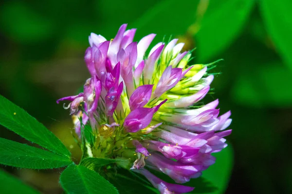 Klaver Een Kruidachtige Plant Van Erwtenfamilie Die Dichte Bolvormige Bloemenkoppen — Stockfoto