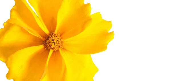 Fleur Pour Parterre Jaune Cosmos Est Genre Avec Même Nom — Photo