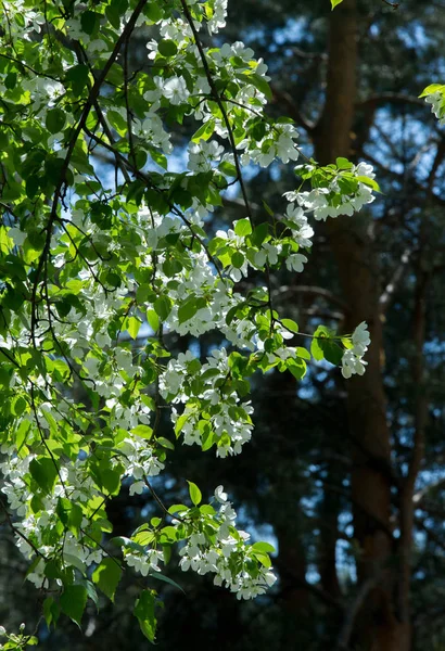 アップルの花 アップルの花 自然の緑の背景の上の太陽の下で 春の白い花 — ストック写真