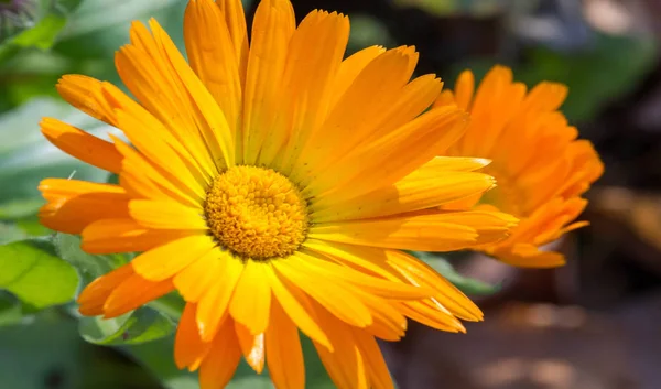 Rośliny Calendula Rodzaju Tagetes Nazwa Zwyczajowa Odnosi Się Maryi Dziewicy — Zdjęcie stockowe