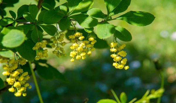 Berberis Vulgaris European Barberry Simply Barberry Shrub Genus Berberis Produces — Stock Photo, Image