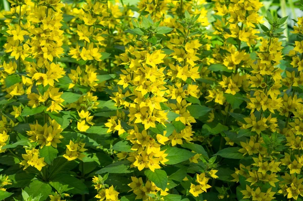 Espécies Lysimachia Muitas Vezes Têm Flores Amarelas Crescem Vigorosamente Eles — Fotografia de Stock