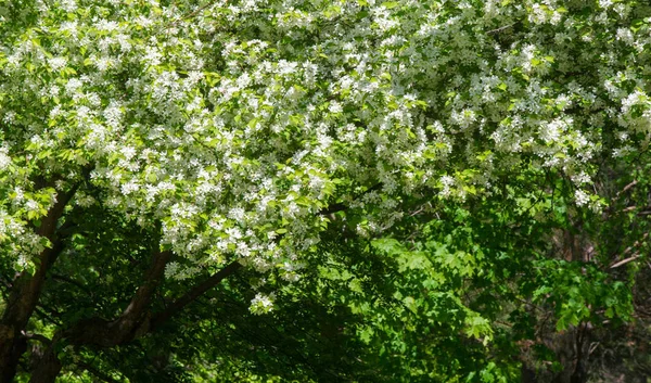 Apfelblüten Apfelblüten Der Sonne Über Naturgrünem Hintergrund Baum Weiß Blüht — Stockfoto