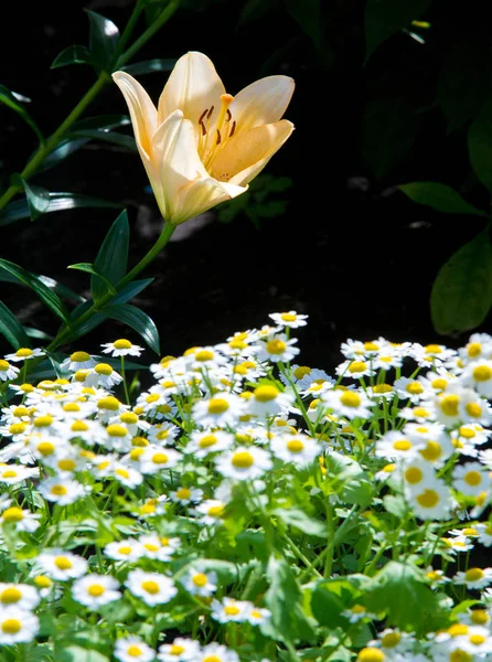 Lilium Est Genre Plantes Herbacées Fleurs Poussant Partir Bulbes Toutes — Photo