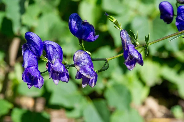 Aconitum Genel Olarak Aconite Manastır Kurt Leopar Laneti Fare Kadın — Stok fotoğraf