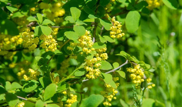 Berberis Vulgaris Berberiler Berberis Vulgaris Familyasından Bir Böğürtlen Türü Yenilebilir — Stok fotoğraf