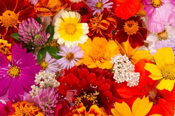 Uma Composição Várias Cores Brilhantes Buquê Outono Colorido Brilhante Florescência — Fotografia de Stock