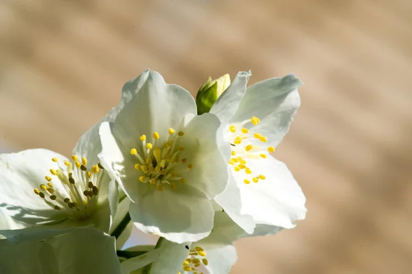 Philadelphus Llaman Mock Orange Referencia Sus Flores Que Especies Silvestres —  Fotos de Stock