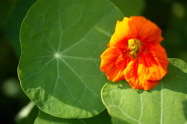 通常被称为 Nasturtiums 字面意思是 扭鼻子 原产于南美洲和中美洲 — 图库照片