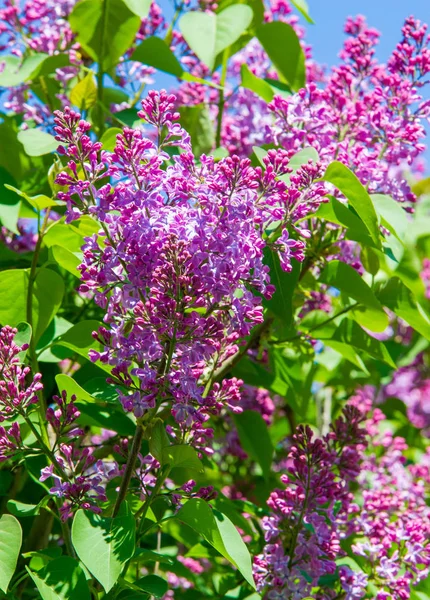 Syringa Lilac Blühende Gehölzarten Aus Der Familie Der Olivengewächse Die — Stockfoto