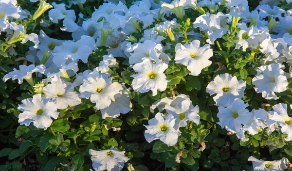 Petunia One Flowering Plants South American Origin Name French National — Stock Photo, Image