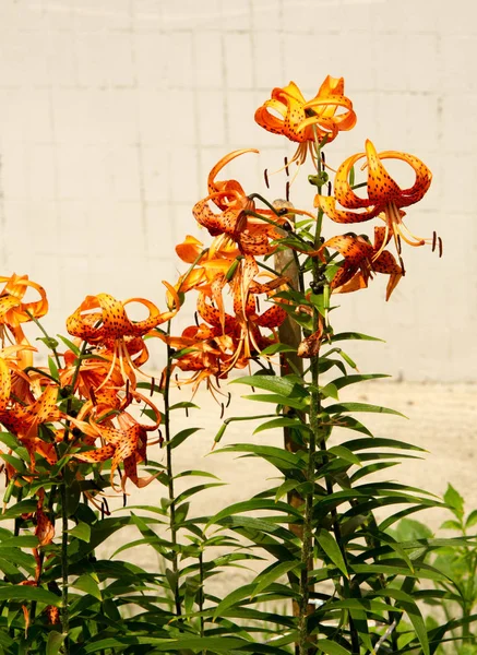 Lilium is a genus of herbaceous flowering plants growing from bulbs, all with large prominent flowers. Lilies are a group of flowering plants which are important in culture  in much of the world.