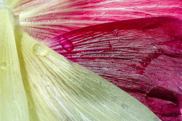 Malva Malvaceae Család Egyik Neme Amely Nem Nemhez Tartozik Családban — Stock Fotó