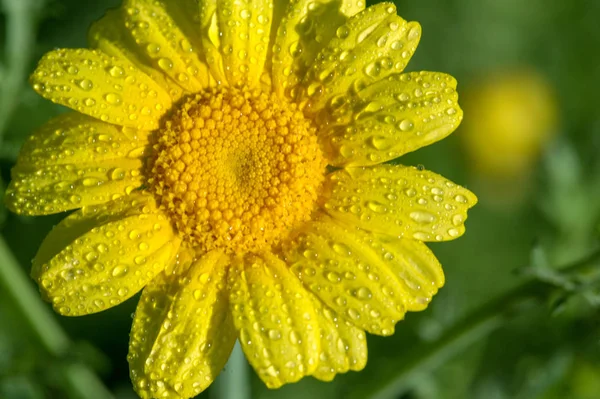 Coreopsis Calliopsis Tickseed Coréopsis Amérique Nord Peut Être Trouvé Dans — Photo