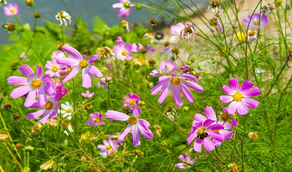 Cosmos Género Botânico Pertencente Família Asteraceae — Fotografia de Stock