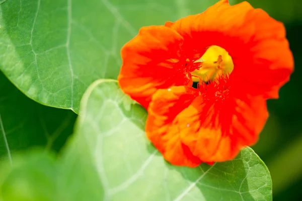 Tropaeolum Κοινώς Γνωστό Nasturtiums Κυριολεκτικά Ανεμοστρόβιλος Μύτη Μητρική Της Νότιας — Φωτογραφία Αρχείου