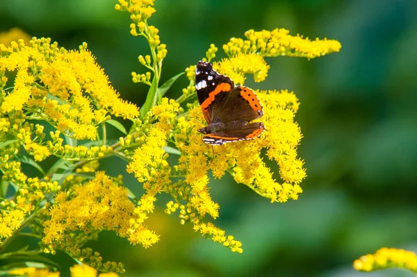 Die Blüte Des Solidago Die Gemeinhin Als Goldrute Bezeichnet Wird — Stockfoto