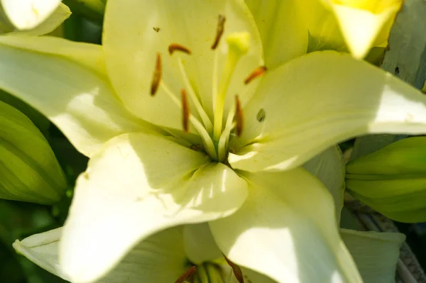 Lírios Lilium Lily Flores São Grandes Muitas Vezes Perfumadas São — Fotografia de Stock