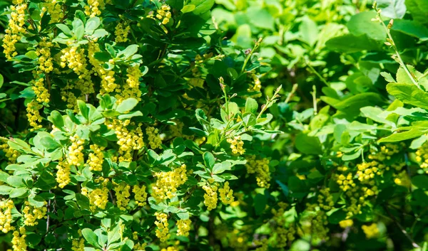 Berberis Vulgaris Európai Borbély Vagy Egyszerűen Borbolya Berberis Nemzetségbe Tartozó — Stock Fotó