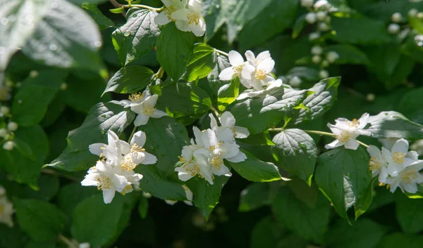 Jasmine Old World Shrub Climbing Plant Bears Fragrant Flowers Used — Stock Photo, Image