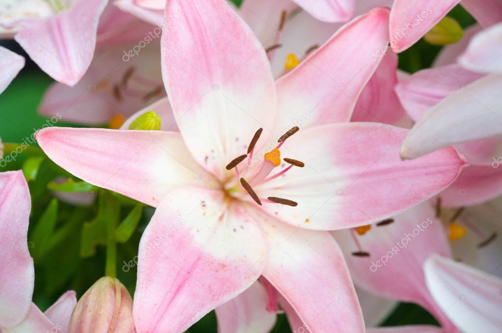 Lilies Lilium Lily - Flowers are large, often fragrant, and are presented in a wide range of colors, including white, yellow, oranges, pink, red and purple. Marking includes spots and brush strokes.