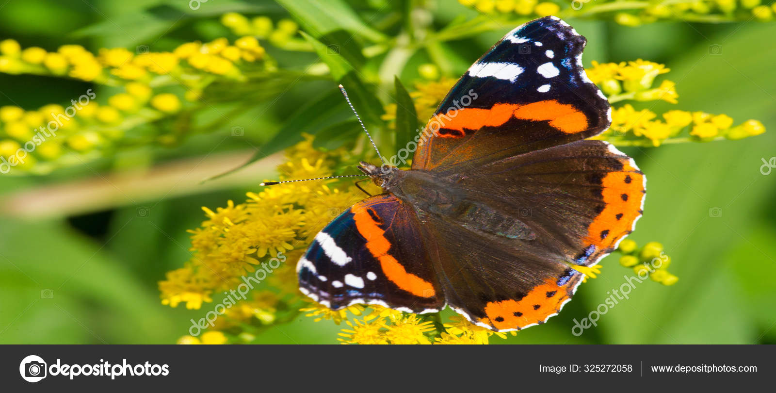 Solidago Commonly Called Goldenrods Used Traditional Kidney Tonic