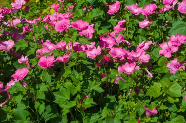 Lavatera, Malvaceae familyasından Akdeniz, Orta ve Doğu Asya, Kuzey Amerika (Kaliforniya ve Meksika) ve Avustralya 'ya özgü yaklaşık 25 bitki cinsi.