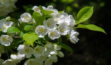 Elma Çiçekleri, Elma Çiçeği. Doğal yeşil arka planda gün ışığında. Ağaç beyazı baharda çiçek açar..