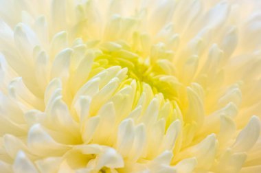 Çiçek buketi yaratıcı bir düzende bir çiçek koleksiyonudur. Çiçek buketleri evlerin ya da kamu binalarının dekorasyonu için düzenlenebilir ya da elde taşınabilir.