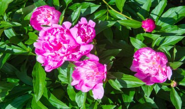 Şakayıklar, gösterişli çiçekleri için uzun zamandır yetiştirilen kuzey ılıman bölgelerin bitkisel veya çalısı bitkileridir..