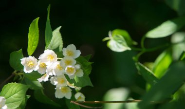 Yasemin, parfüm veya çayda kullanılan kokulu çiçekleri taşıyan Eski Dünya çalısı ya da tırmanma bitkisidir. Bir süs olarak popülerdir. Fluminense Altın Sahili Yasemin