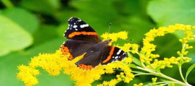 Solidago, yaygın olarak altın tozu olarak bilinir, geleneksel bir böbrek toniğinde, iltihabı önlemek için bitkisel ilaç uzmanları tarafından kullanılır. Kelebek Vanessa Atalanta, Kızıl Amiral.