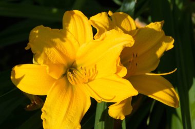 Zambak zambakları Lily - Çiçekler büyük, genellikle hoş kokulu ve beyaz, sarı, portakal, pembe, kırmızı ve mor gibi çok çeşitli renklerde sunulurlar. İşaretler arasında noktalar ve fırça darbeleri var. İnci organları olan lbs. Biraz.