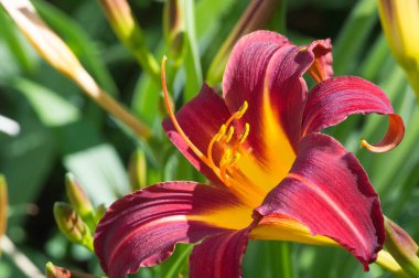 Lilium üyeleri gerçek zambaklar, büyük, belirgin çiçekleri olan, ampullerden büyüyen bir bitki cinsidir. Zambaklar önemli bir çiçek açan bitkidir.