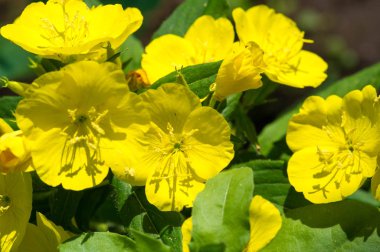 Oenothera Meksika ve Orta Amerika kökenli olabilir. Bazı Oenothera bitkilerinin yenilebilir parçaları vardır. O. biennis köklerinin genç bitkilerde yenilebildiği bildirilmiştir..