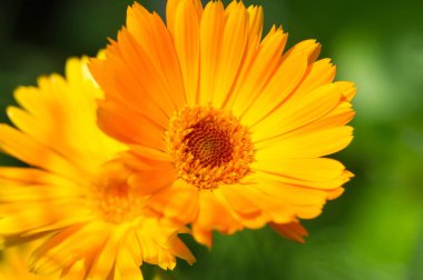 Calendula, kadife çiçeği olarak da bilinir. Hindistan 'daki kutsal çiçekler ve Hindu tanrılarının heykellerini ilk zamanlardan beri süslemek için. Bunlar küçük kesiklerin tedavisinde kullanılan deri ürünleri.,
