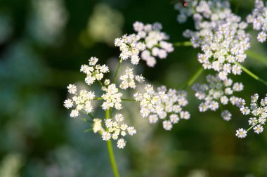 Aethusa cynapium meşe maydanozu, Avrupa, Batı Asya ve kuzeybatı Afrika 'da yetişen bir maydanozdur..