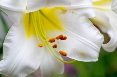 Zambak zambakları Lily - Çiçekler büyük, genellikle hoş kokulu ve beyaz, sarı, portakal, pembe, kırmızı ve mor gibi çok çeşitli renklerde sunulurlar. İşaretleme noktalar ve fırça darbelerini içerir.