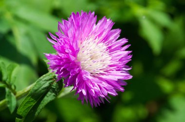 Blue cornflower 'ın ABD, Kanada, İngiltere ve Avustralya' daki popülaritesi o kadar yüksekti ki Corning Glass Works 'ün bir sembolü haline geldi..
