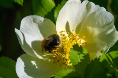 Pembe kalçalar karotenoid beta-karoten, lutein, zeaxanthin ve lycopene içerir, bunlar çeşitli potansiyel biyolojik rollerde temel araştırmalarda bulunur..