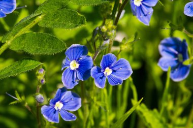 Geranium pratense, Geraniaceae familyasından Avrupa ve Asya 'ya özgü bir bitki türüdür. Uçan daire şeklinde soluk menekşe çiçekleri.
