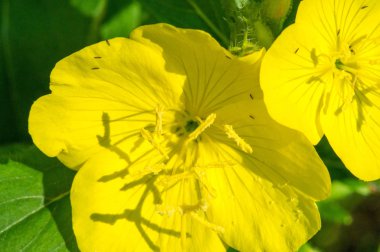 Oenothera Meksika ve Orta Amerika kökenli olabilir. Bazı Oenothera bitkilerinin yenilebilir parçaları vardır. O. biennis köklerinin genç bitkilerde yenilebildiği bildirilmiştir..