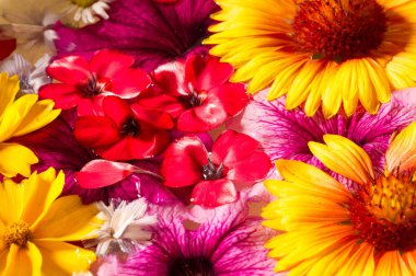 Tarla ve çayır çiçekleri koparılmış, suda fotoğraflanmış. Kırık yaprakların parlak renkleri